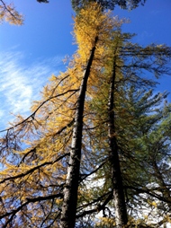 Fall's blazing yellow tamaracksl 