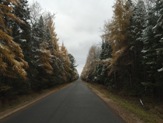 Nearby road through the woods in late Fall